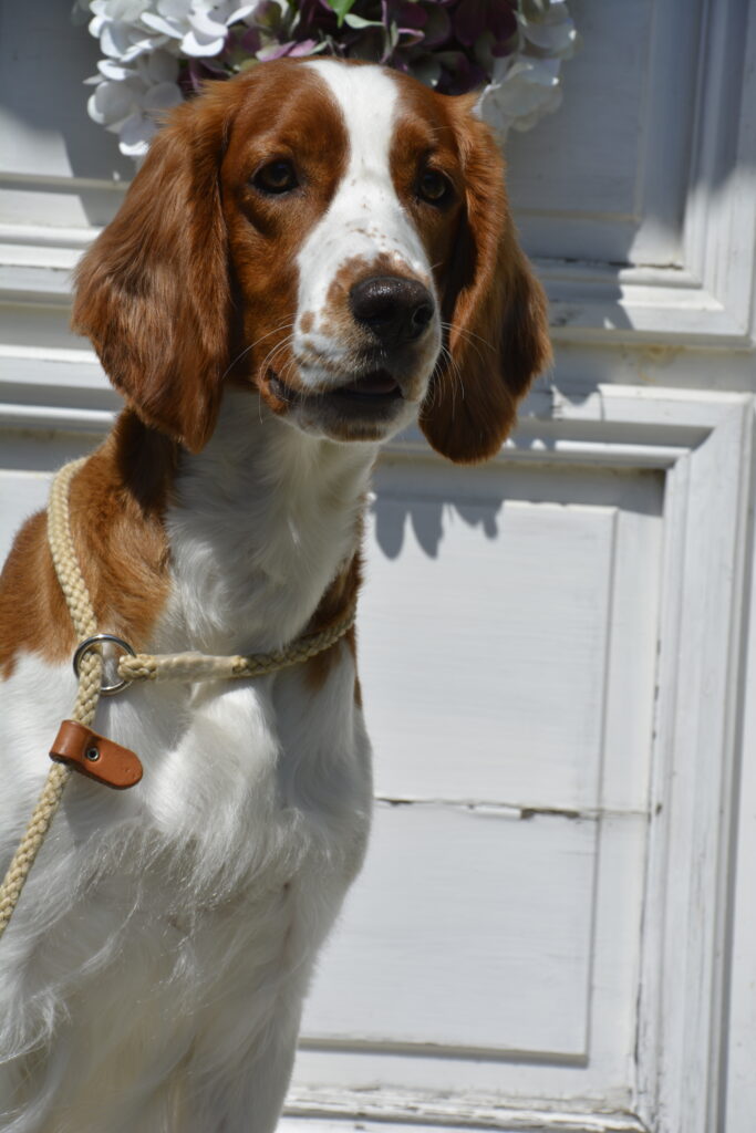 Hallonbos Blissful Bon Bon "Fleury" - Welsh Springer Spaniel - Hallonbos