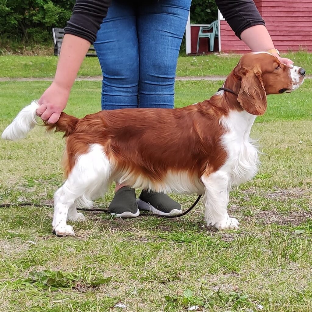 Queensett's Castle Black "Emser" - Welsh Springer Spaniel - Hallonbos