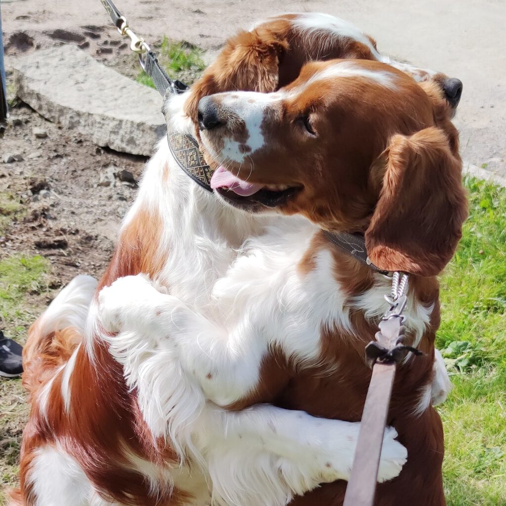Queensett's Castle Black "Emser" - Welsh Springer Spaniel - Hallonbos
