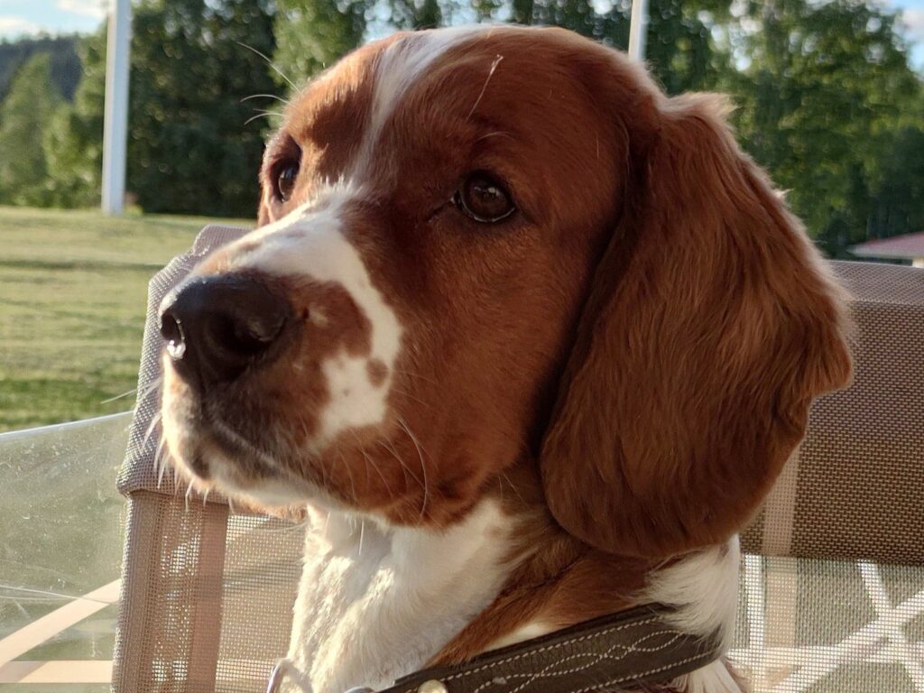 Queensett's Castle Black "Emser" - Welsh Springer Spaniel - Hallonbos