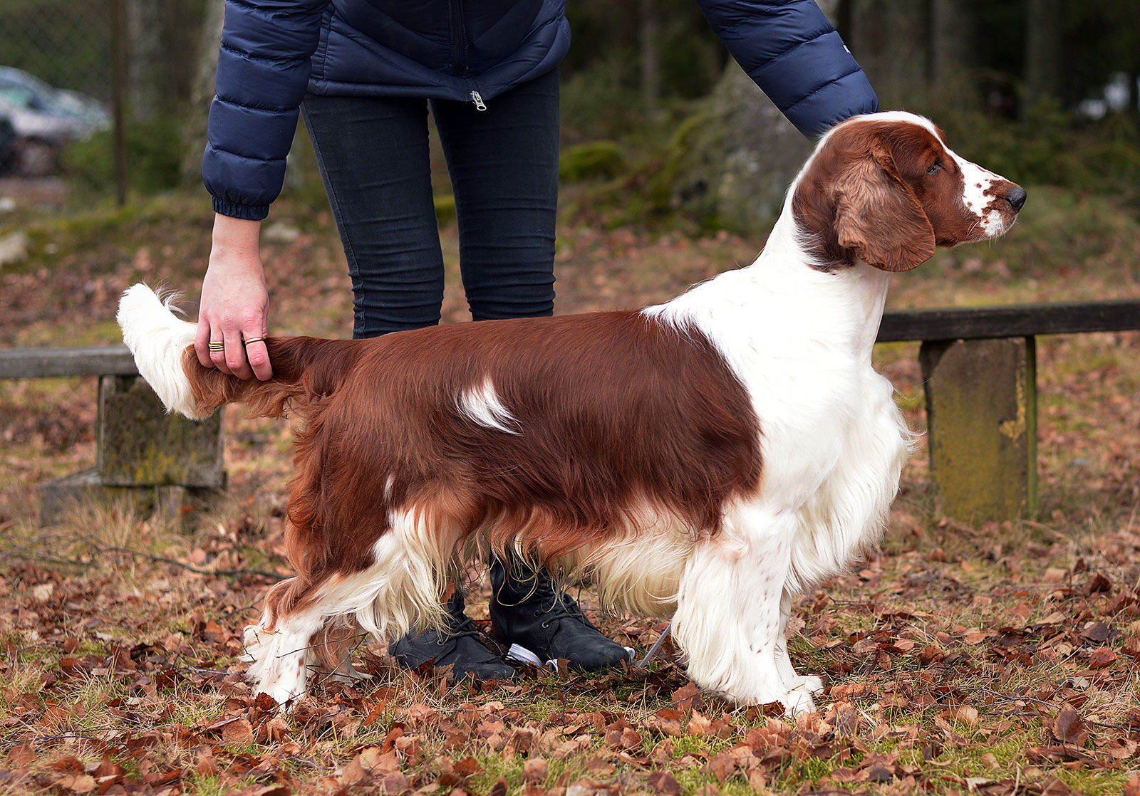 Valpar/planer 20242025 Hallonbos Kennel